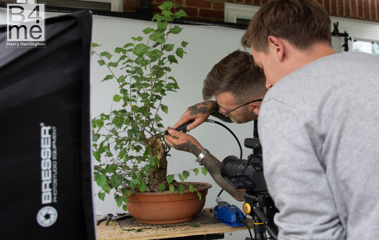 bonsai empire elm bonsai